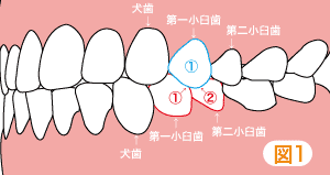 咬合治療 | 明石市の歯医者 明石アップル歯科