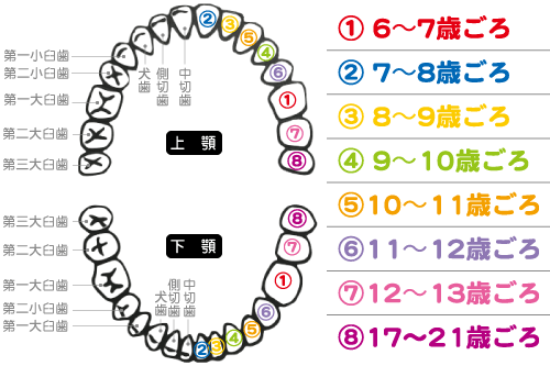 歯が生える年齢の図解