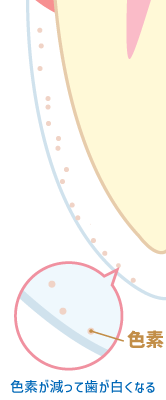 色素が少なくなって白くなった歯